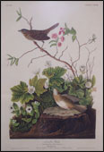 Lincoln Finch