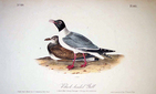 ducks