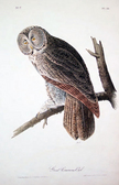 Great Cinerous Owl