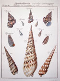 Screw Shells
